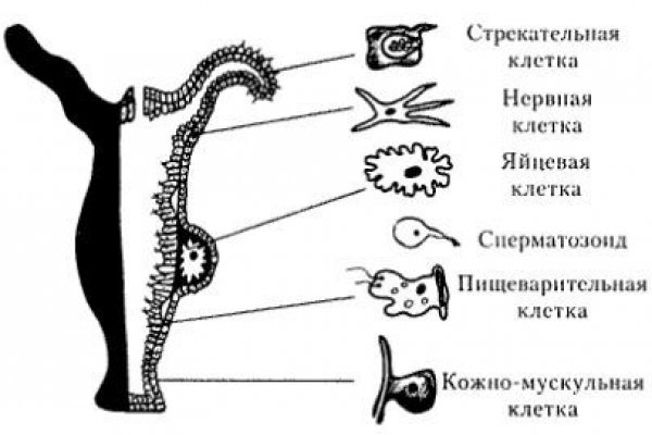Kraken at зеркало